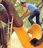 Cork Oak Tree Bark