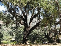 Cork Oak Tree (Quercus Suber)